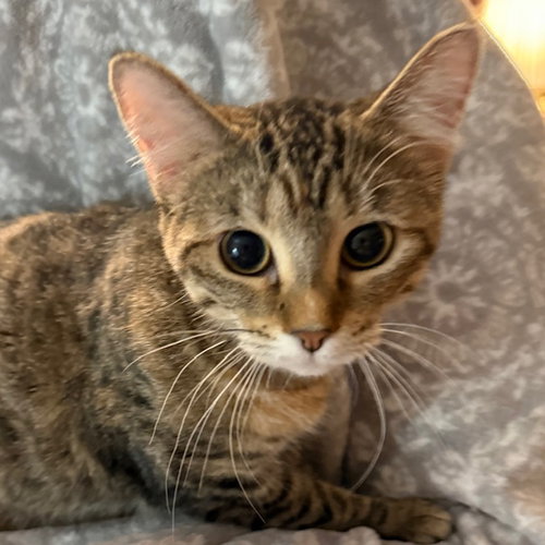 picture of the cat needing adoption