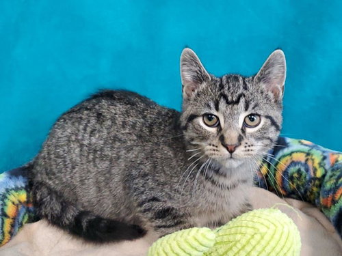 SHORTY - Domestic Short Hair available for adoption