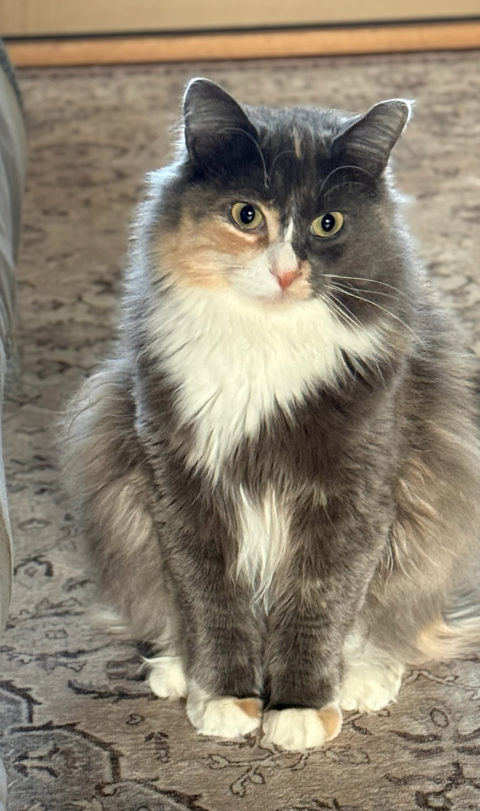 Cleo