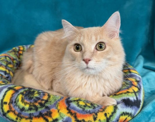 Finnegan Image