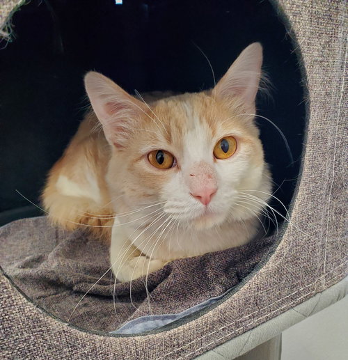 Ollie, an adoptable Domestic Long Hair in Greenville, IL