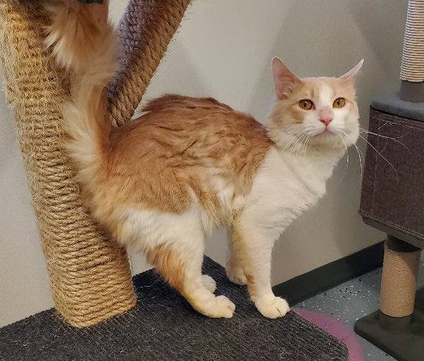 Ollie