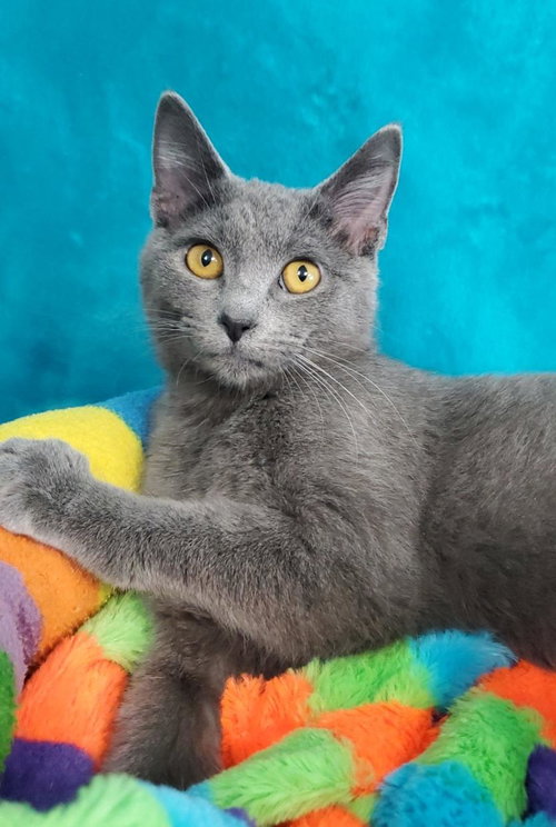 Izzy, an adoptable Domestic Short Hair in Greenville, IL