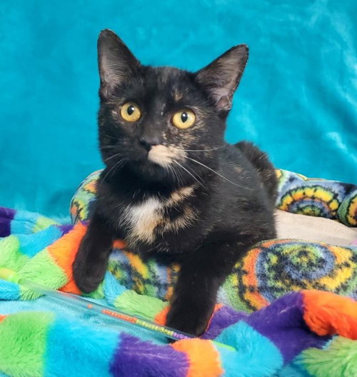 Ember, an adoptable Domestic Short Hair in Greenville, IL