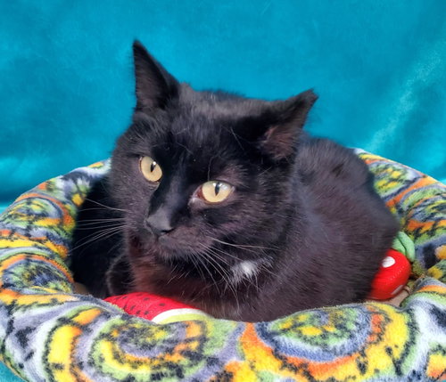Tilly, Adult Domestic Short Hair (short coat), cat for adoption in Belleville, Illinois