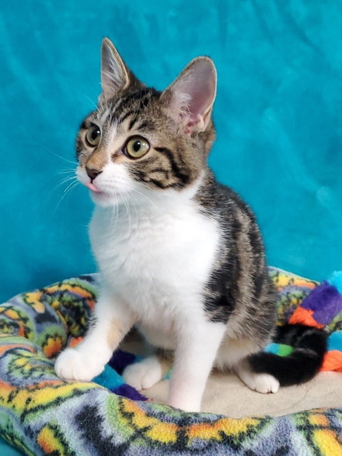 Frida, an adoptable Domestic Short Hair in Greenville, IL