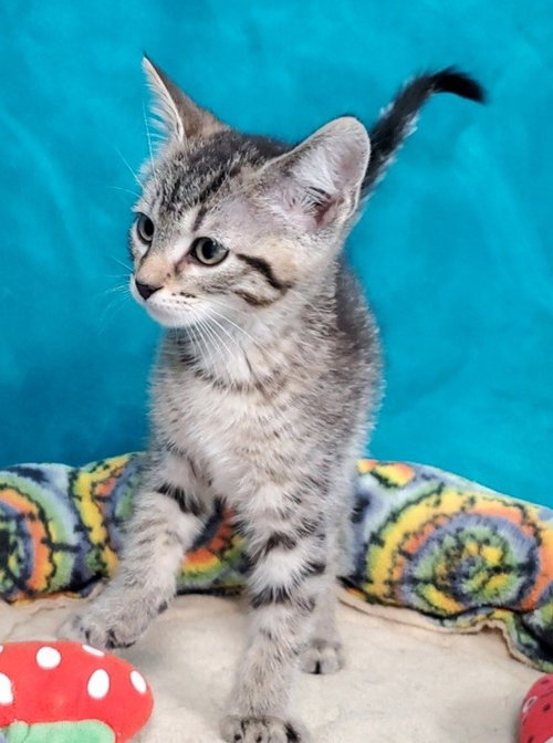 Connor, an adoptable Domestic Short Hair in Greenville, IL