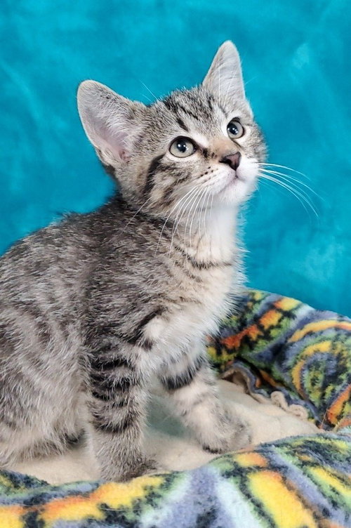 Cormac, an adoptable Domestic Short Hair in Greenville, IL
