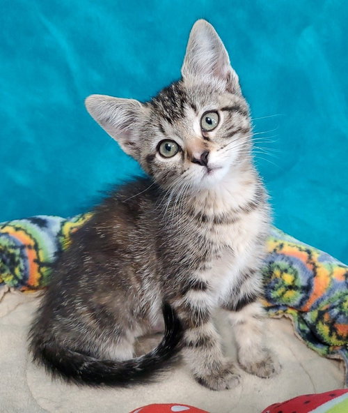 Clover, an adoptable Domestic Short Hair in Greenville, IL