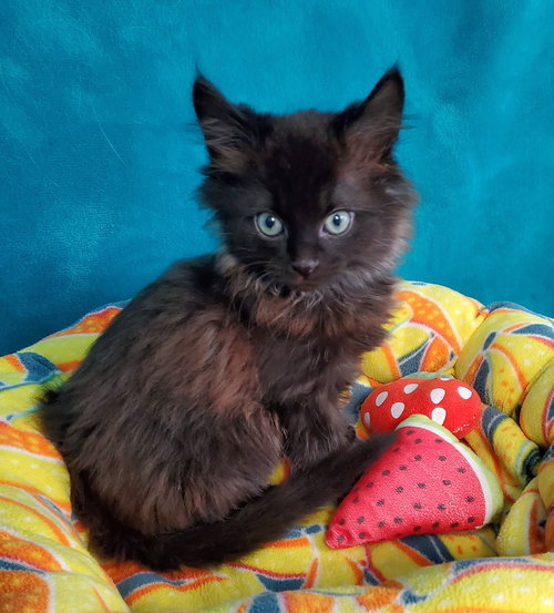 Orion, an adoptable Domestic Long Hair in Greenville, IL