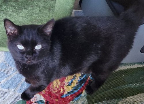 Nyx, an adoptable Domestic Short Hair in Greenville, IL
