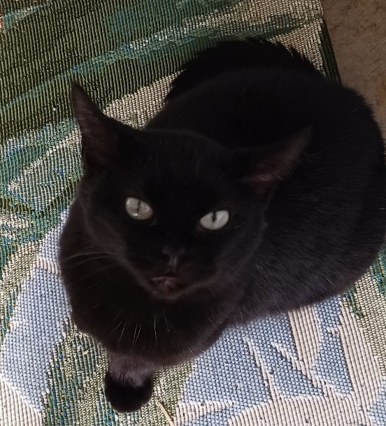 Nyx