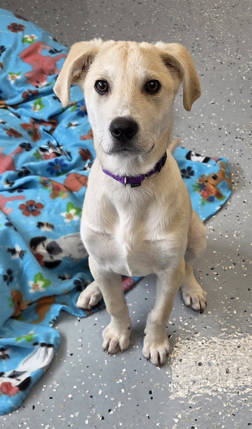 Ricky, an adoptable Labrador Retriever in Greenville, IL