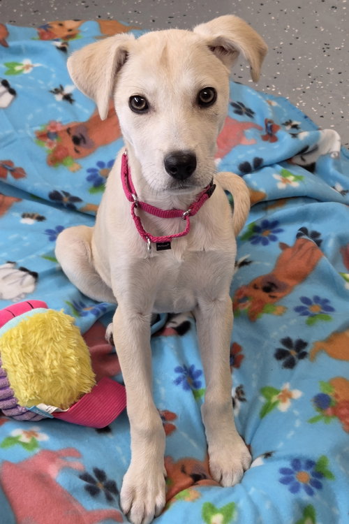 Evie, an adoptable Labrador Retriever in Greenville, IL