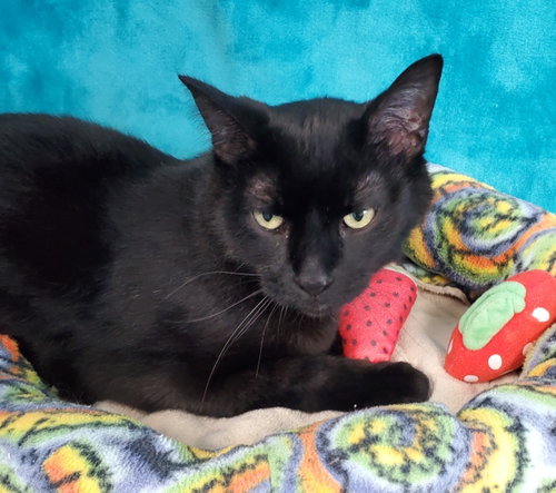 Glory, Senior Domestic Short Hair (short coat), cat for adoption in Greenville, Illinois