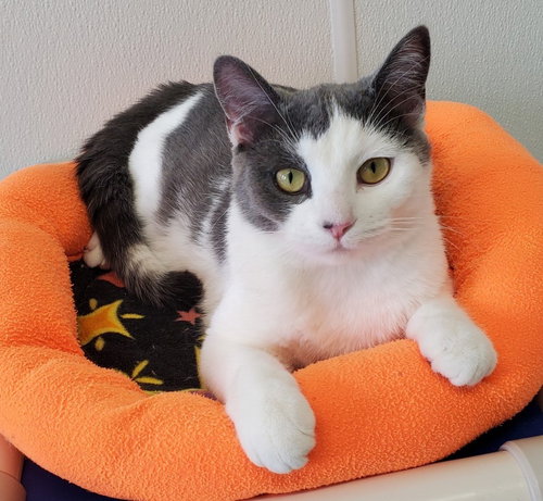 Whiskers, an adoptable Domestic Short Hair in Greenville, IL