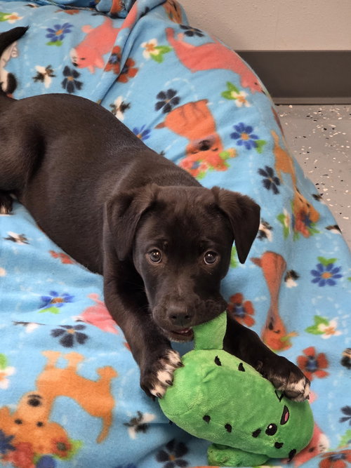 Joel, an adoptable Labrador Retriever in Greenville, IL