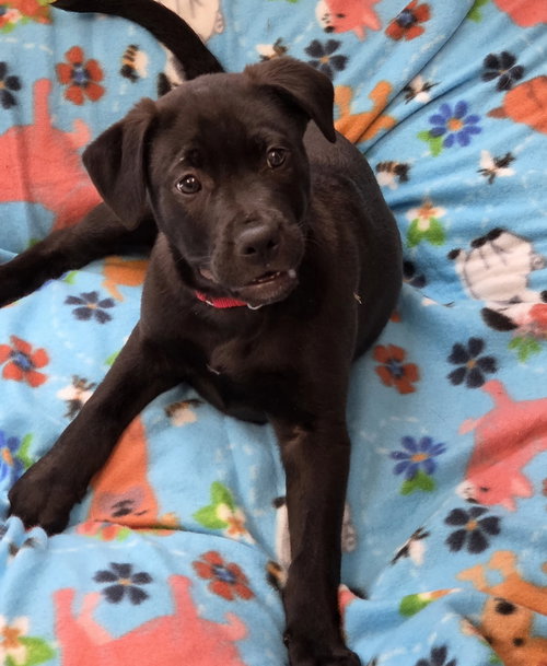 Jasper, an adoptable Labrador Retriever in Greenville, IL