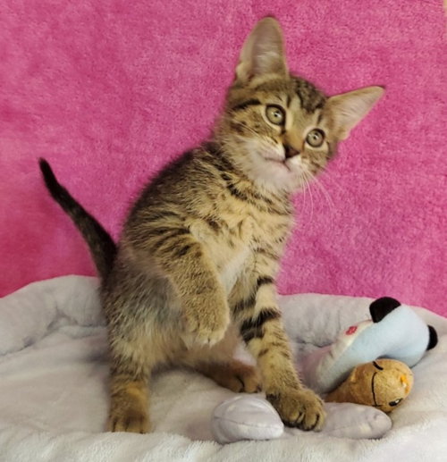 Elsie, an adoptable Domestic Short Hair in Greenville, IL