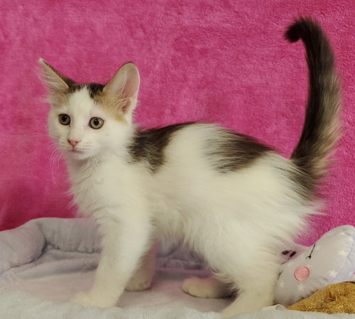 Fauna, Baby Domestic Medium Hair (medium coat), cat for adoption in Greenville, Illinois