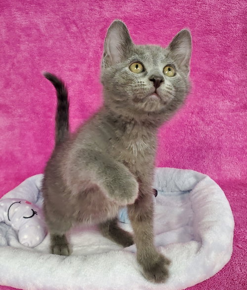 Sterling, an adoptable Domestic Medium Hair in Greenville, IL
