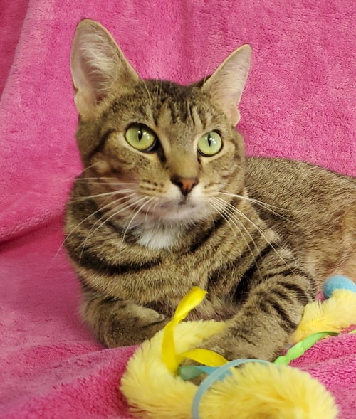Amelia, an adoptable Domestic Short Hair in Greenville, IL