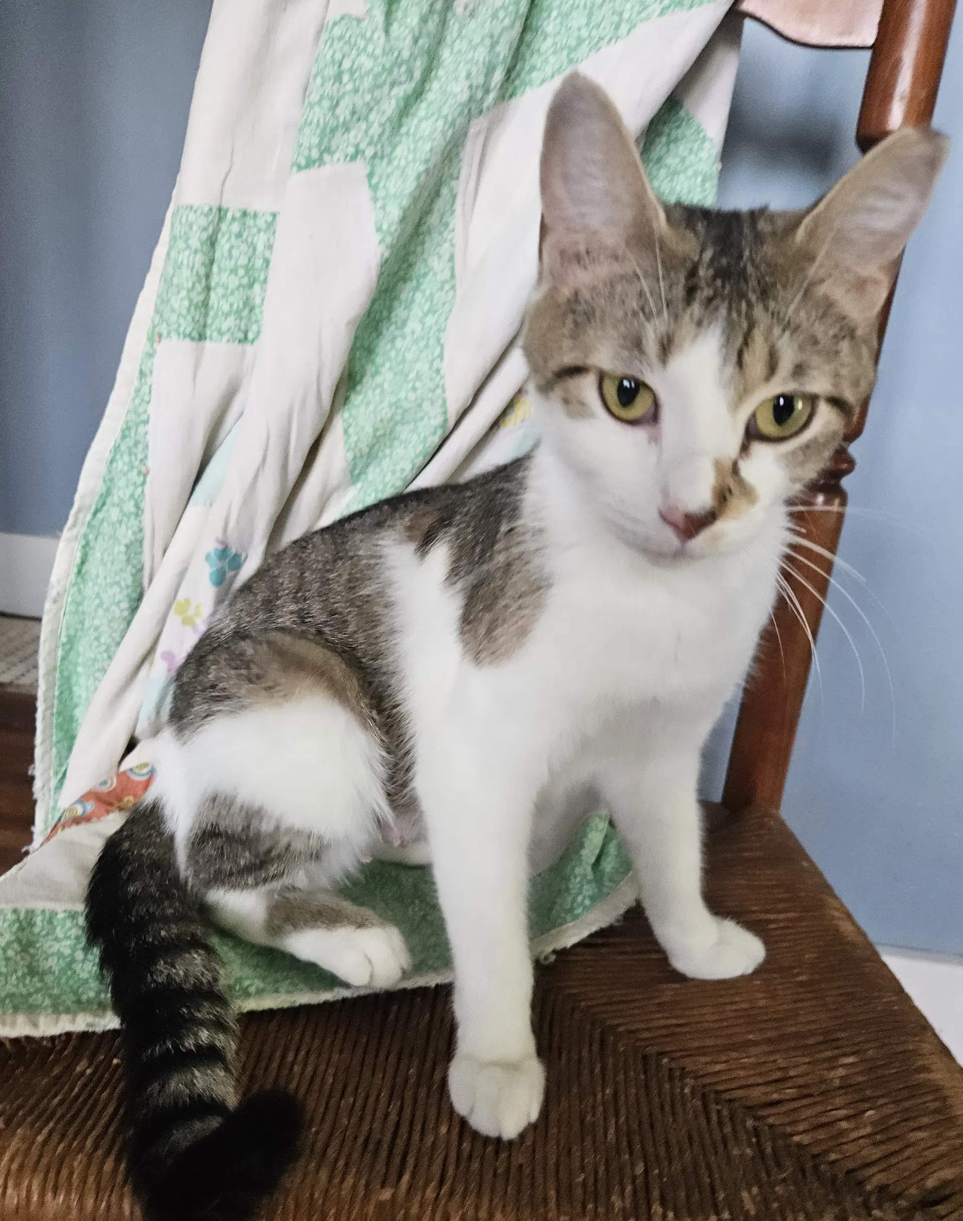 Luna - Domestic Medium Hair