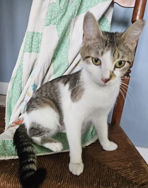 Luna, an adoptable Domestic Medium Hair in Greenville, IL