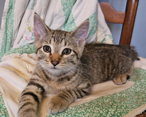 Bowie, an adoptable Domestic Short Hair in Greenville, IL