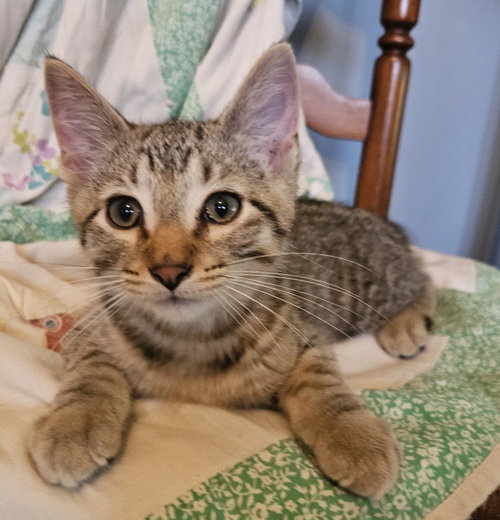 Benji, an adoptable Domestic Short Hair in Greenville, IL