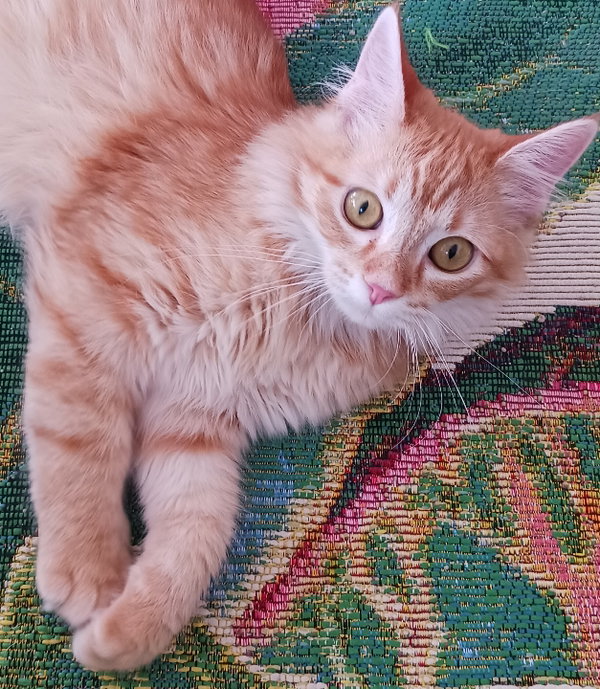 Willow
