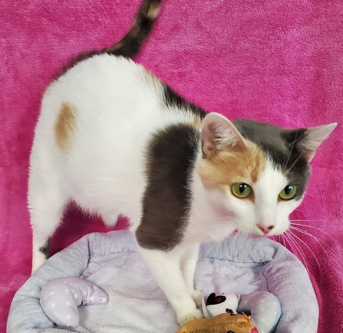 Candy, an adoptable Domestic Short Hair in Greenville, IL