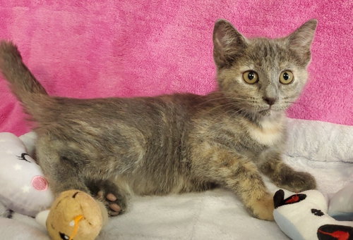Tootsie, an adoptable Domestic Short Hair in Greenville, IL