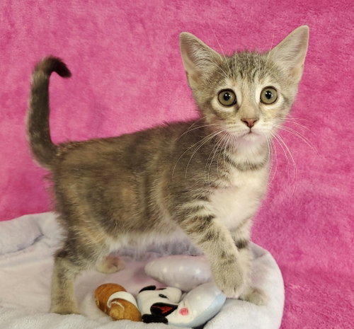 Skittles, an adoptable Domestic Short Hair in Greenville, IL