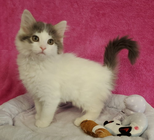Dots, an adoptable Domestic Long Hair in Greenville, IL