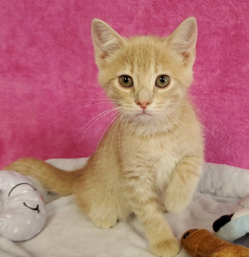 Carmel, an adoptable Domestic Short Hair in Greenville, IL
