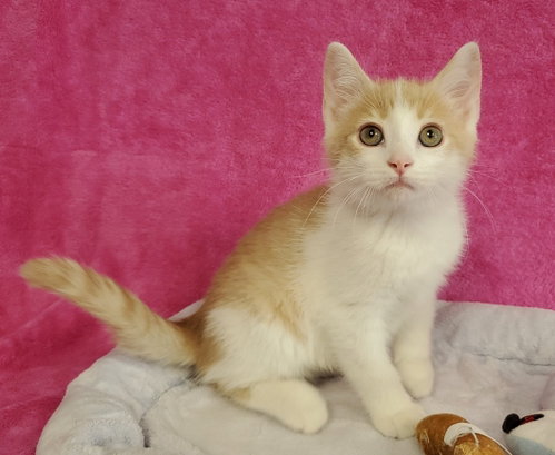 Pez, an adoptable Domestic Short Hair in Greenville, IL