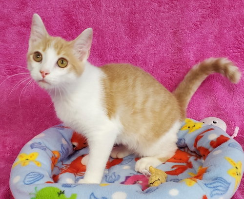Pez, an adoptable Domestic Short Hair in Greenville, IL