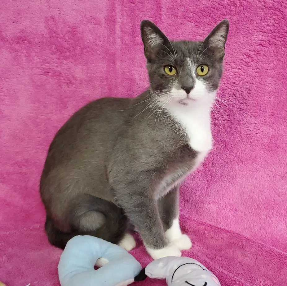 Odette - Domestic Short Hair