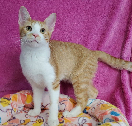 Sparks, a cat for adoption from Bond County Humane Society