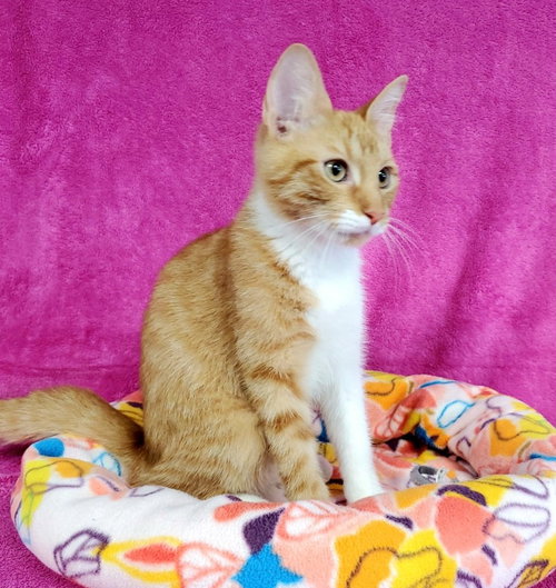 Phoenix, a cat for adoption from Bond County Humane Society