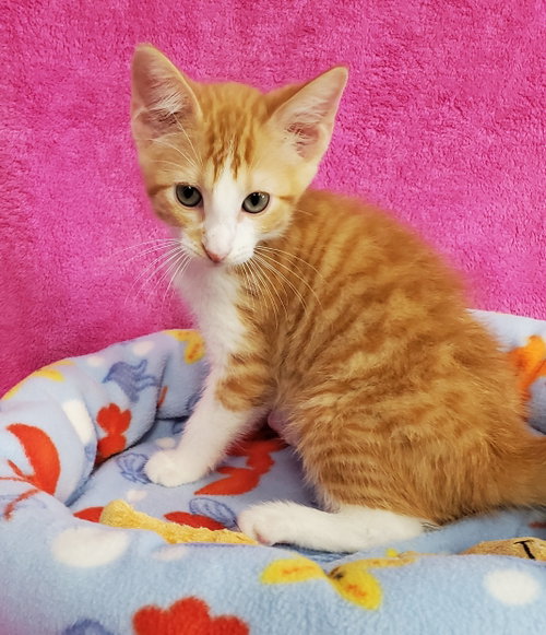 Frasier, an adoptable Domestic Medium Hair in Greenville, IL