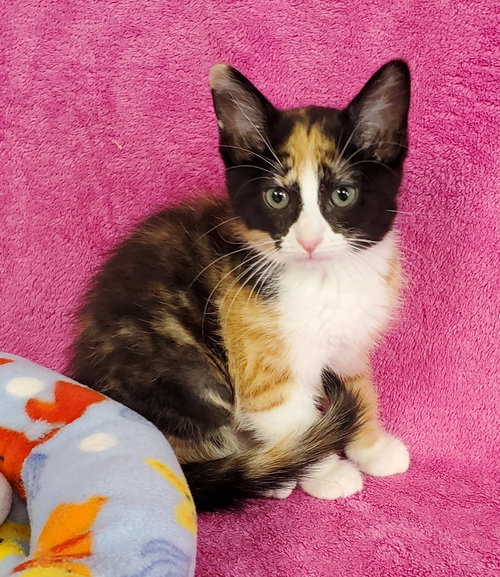 Chyna, an adoptable Domestic Medium Hair in Greenville, IL