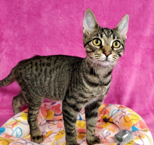 Miller, a cat for adoption from Bond County Humane Society
