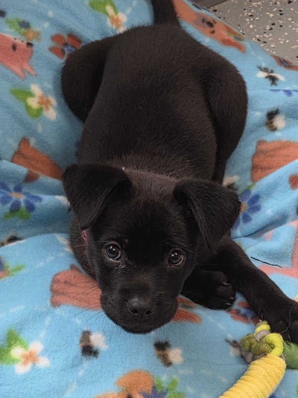 Piper