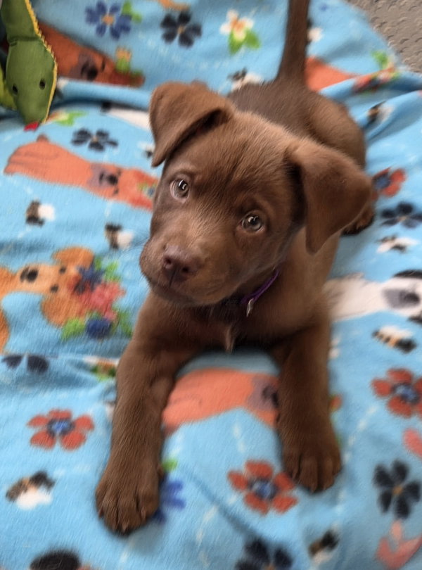 Tucker