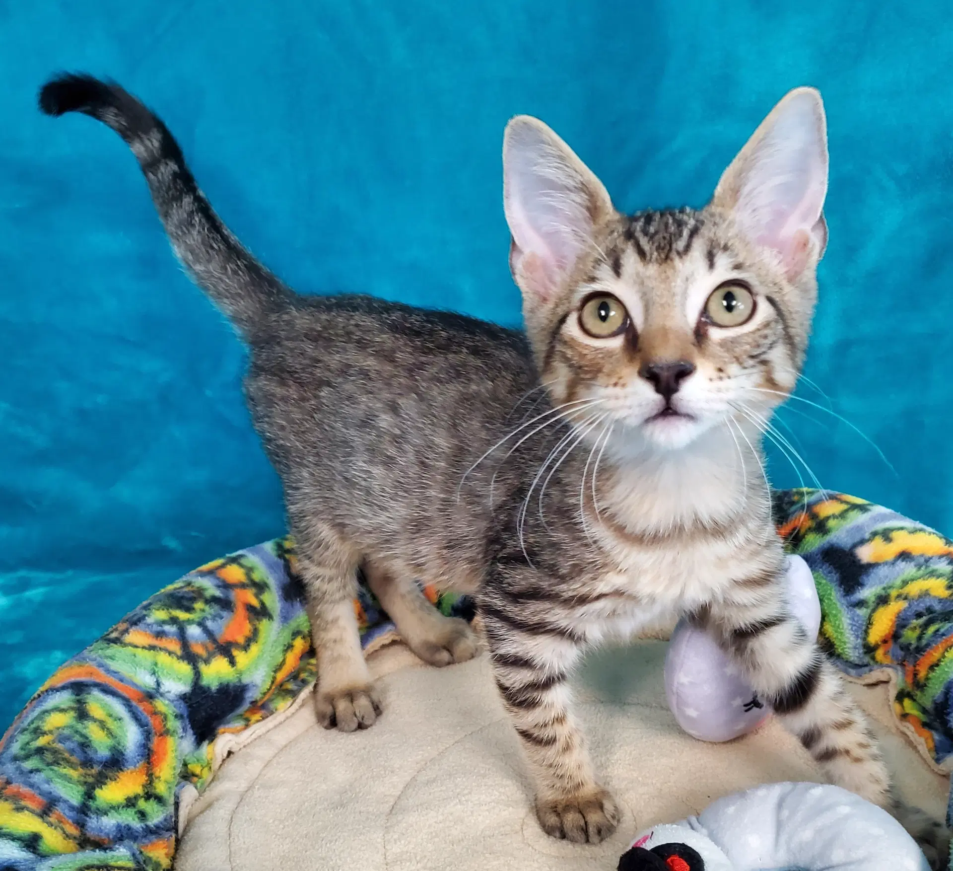 Brody - Domestic Short Hair
