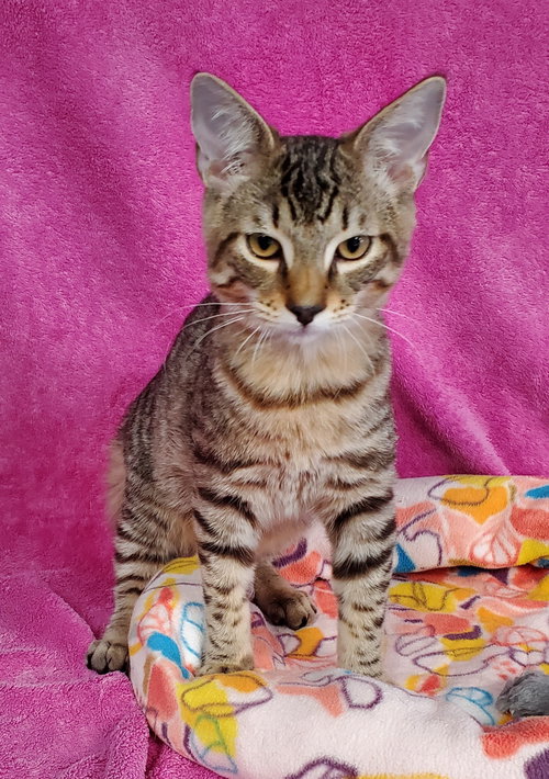 Brody, a cat for adoption from Bond County Humane Society