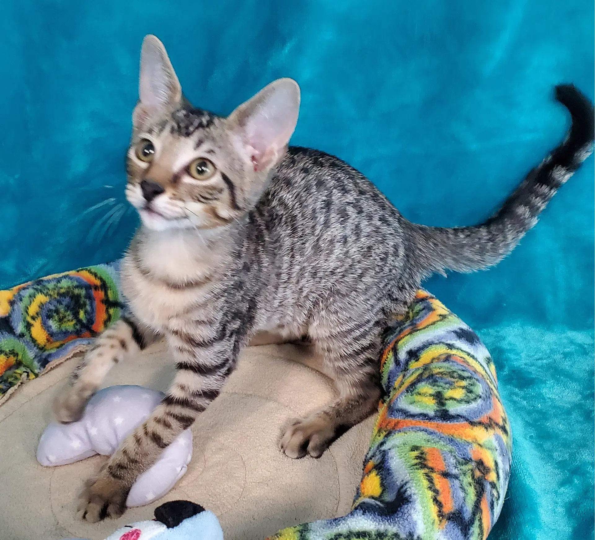 Maxine - Domestic Short Hair