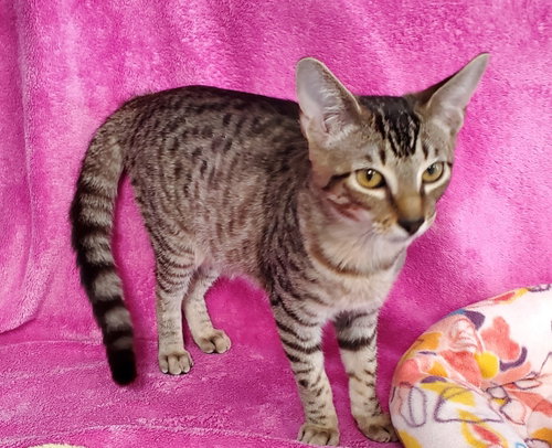Maxine, a cat for adoption from Bond County Humane Society